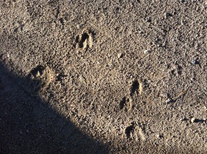 Photograph of deer tracks