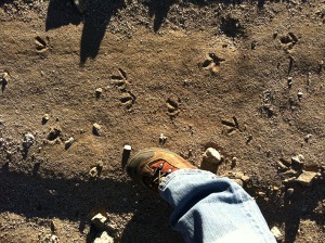 Photograph of quail tracks