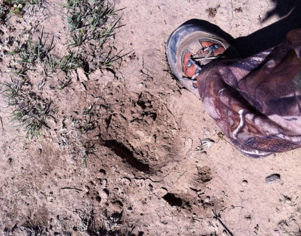 Photograph of a bull elk track