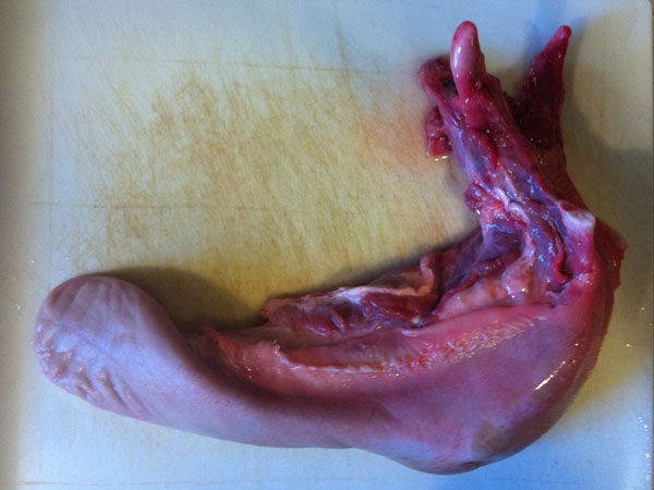 Photograph of a raw elk tongue before cooking